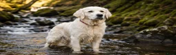 Golden Retriever dogs for sale: DNA Health tested - Champion Lines  - Advert 5