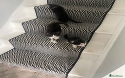 Mixed Breed cats for sale: 4 kittens free to a good home.  - Image 11