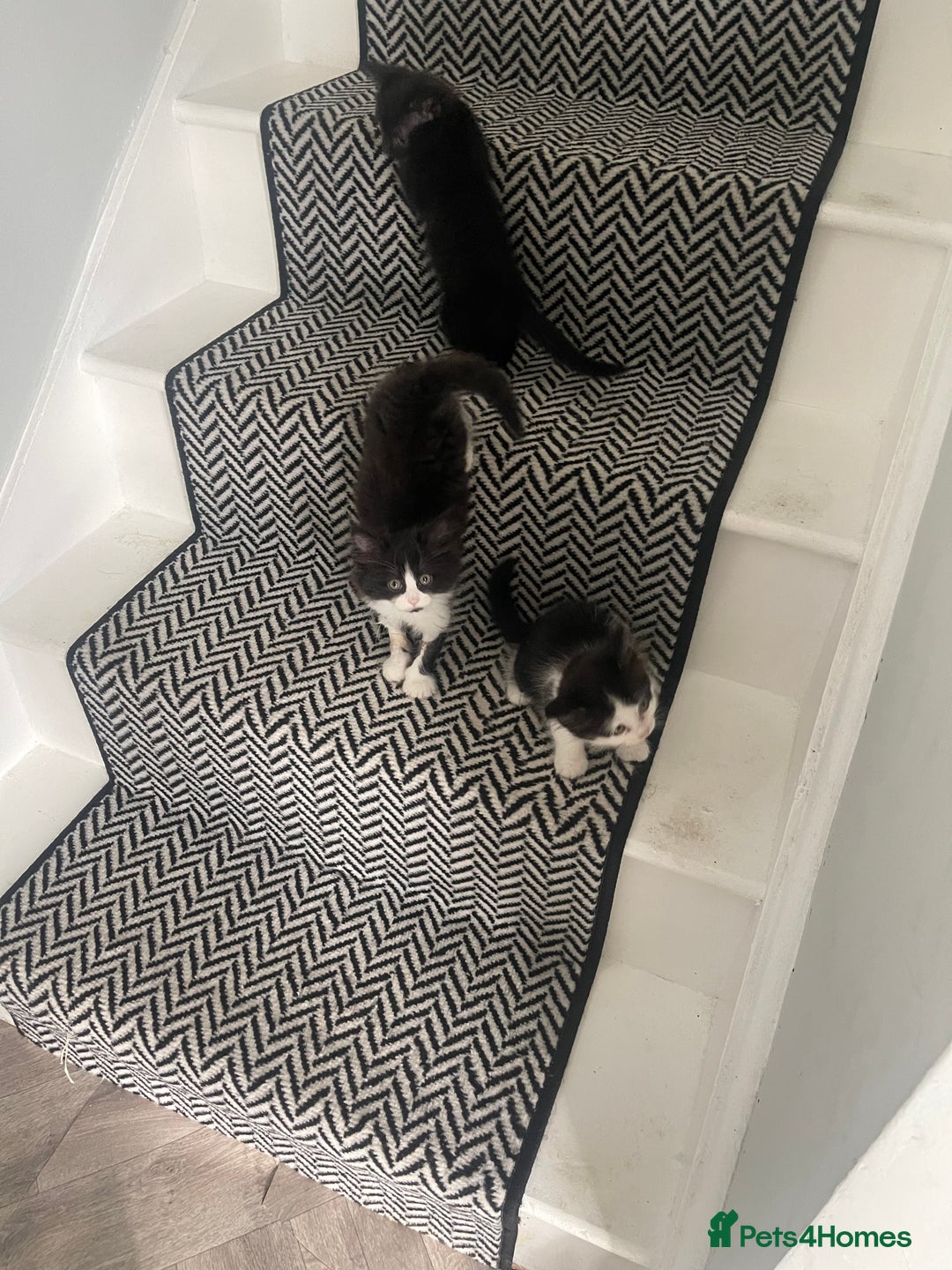 Mixed Breed cats for sale: 4 kittens free to a good home.  - Image 11