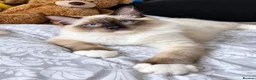 Ragdoll cats for sale: Chunky boys - Advert 1