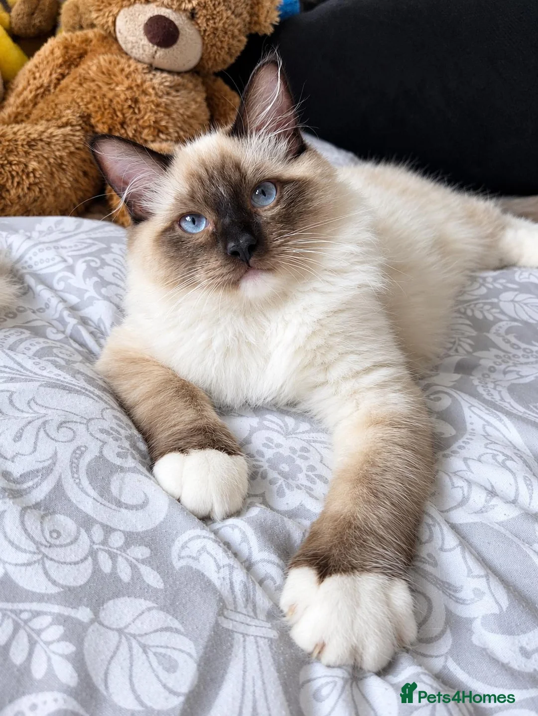 Ragdoll cats for sale: Chunky boys - Advert 1