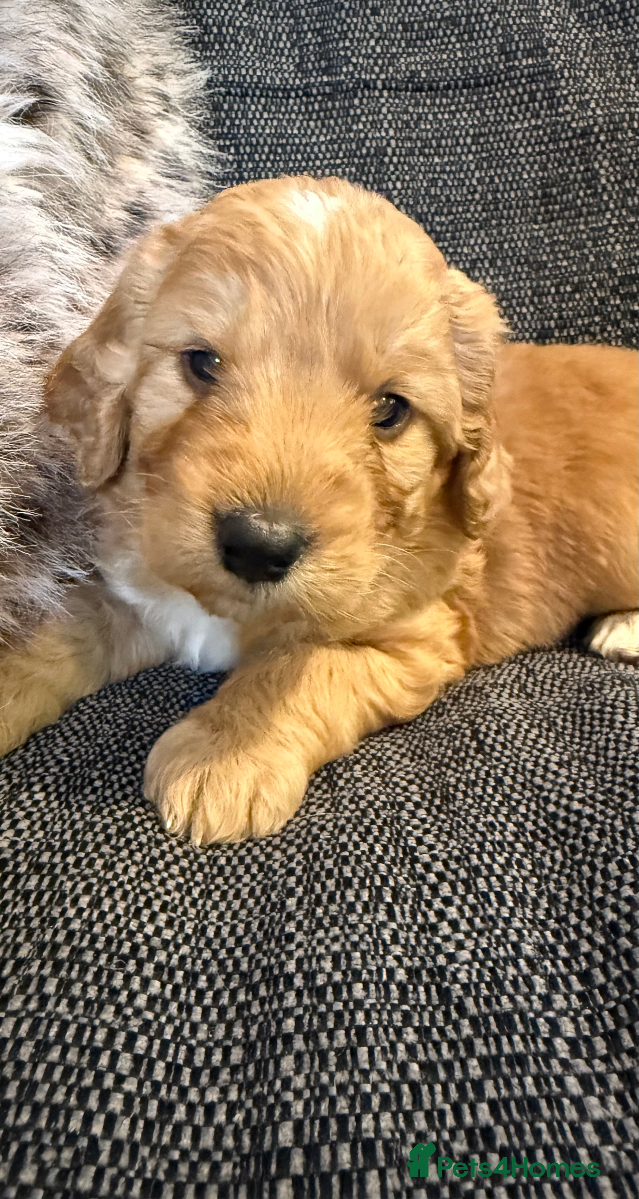Labradoodle dogs F1B Labradoodle puppies (medium size) - Advert 2