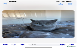 British Shorthair cats for sale: British short haired kittens  - Image 7