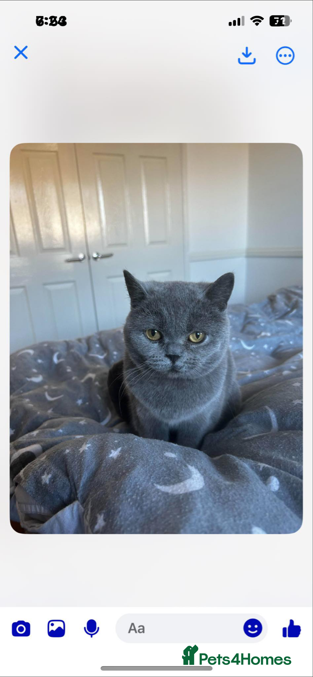 British Shorthair cats for sale: British short haired kittens  - Image 7