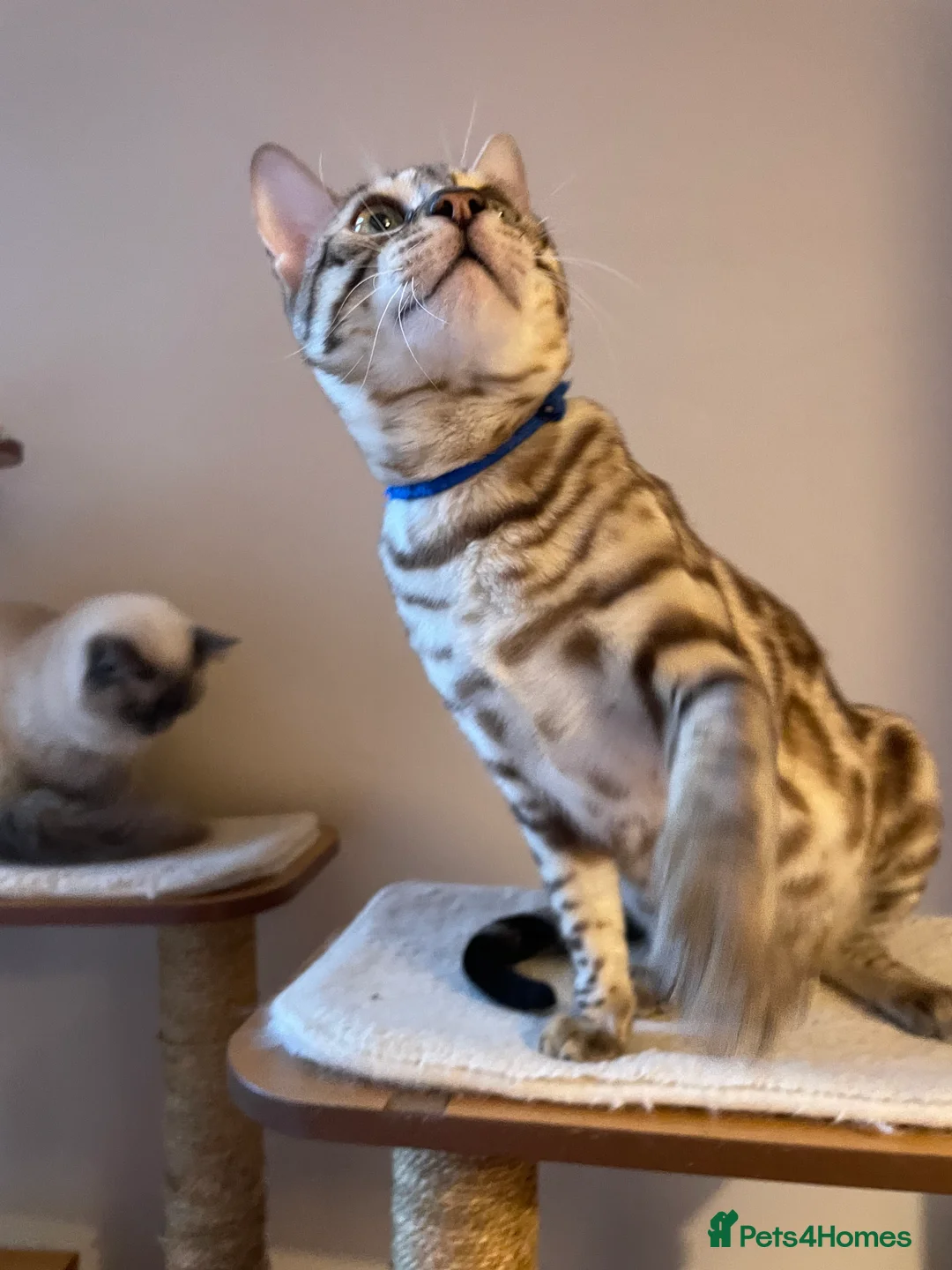 Bengal cats for sale: Outstanding pedigree Bengals - Advert 35