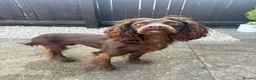 Cocker Spaniel dogs for sale: Cocker Spaniel Bitch 1 years old - Advert 2
