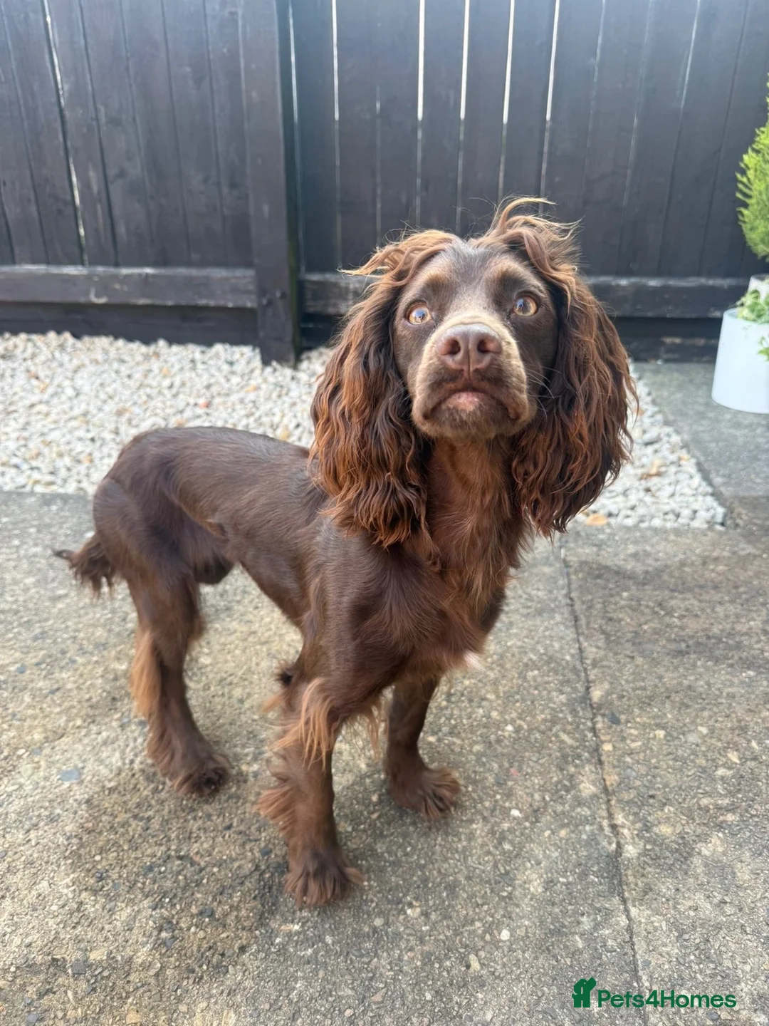 Cocker Spaniel dogs for sale: Cocker Spaniel Bitch 1 years old - Advert 2