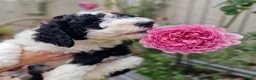 Sheepadoodle dogs for sale: Beautiful F1 Sheepadoodles  - Advert 6