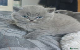 British Shorthair cats for sale: British shorthair/scottish fold cross kittens - Image 8