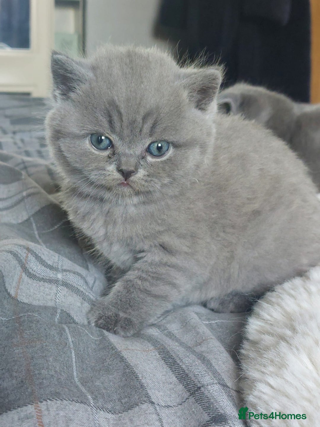 British Shorthair cats for sale: British shorthair/scottish fold cross kittens - Image 8