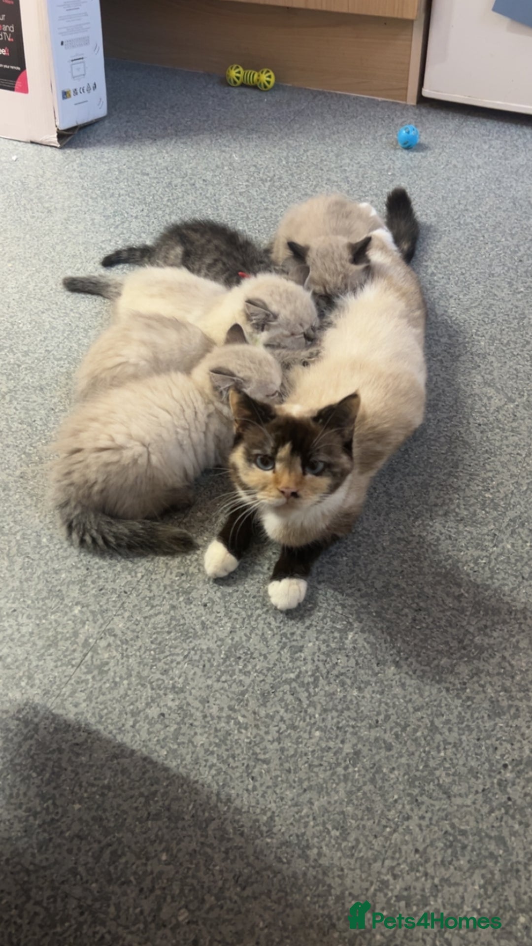 Persian cats for sale: 4 Beautiful Himalayan X Chinchilla Persian Kittens - Advert 5