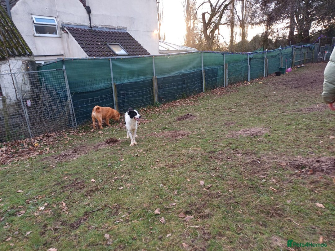 Mixed Breed dogs for adoption: 🐾 Meet MARLEY 🐾 - a Lovely Boy for a Loving Home - Advert 6