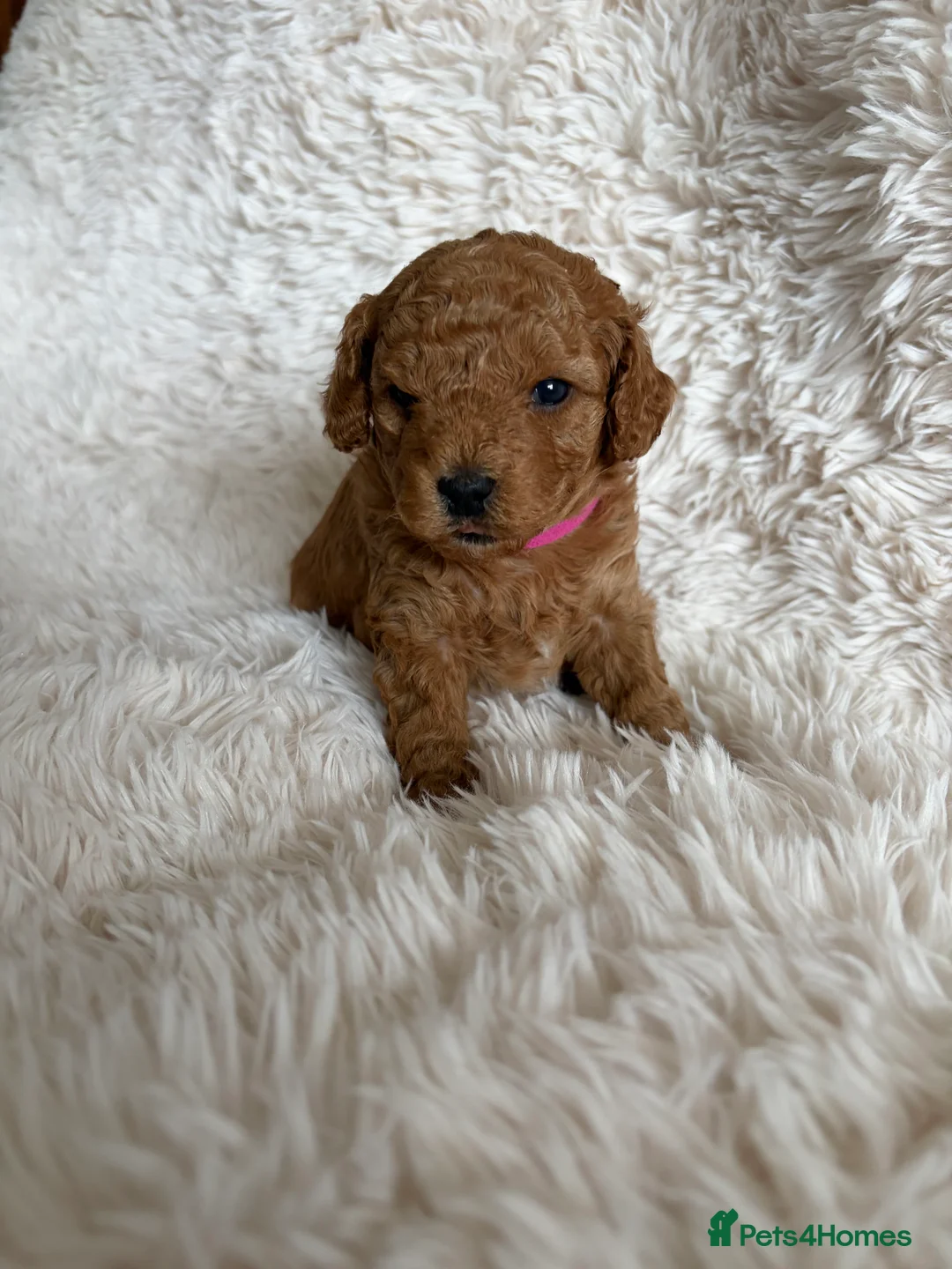 Cavapoo dogs for sale: Cavapoo Puppies F1B - Advert 5