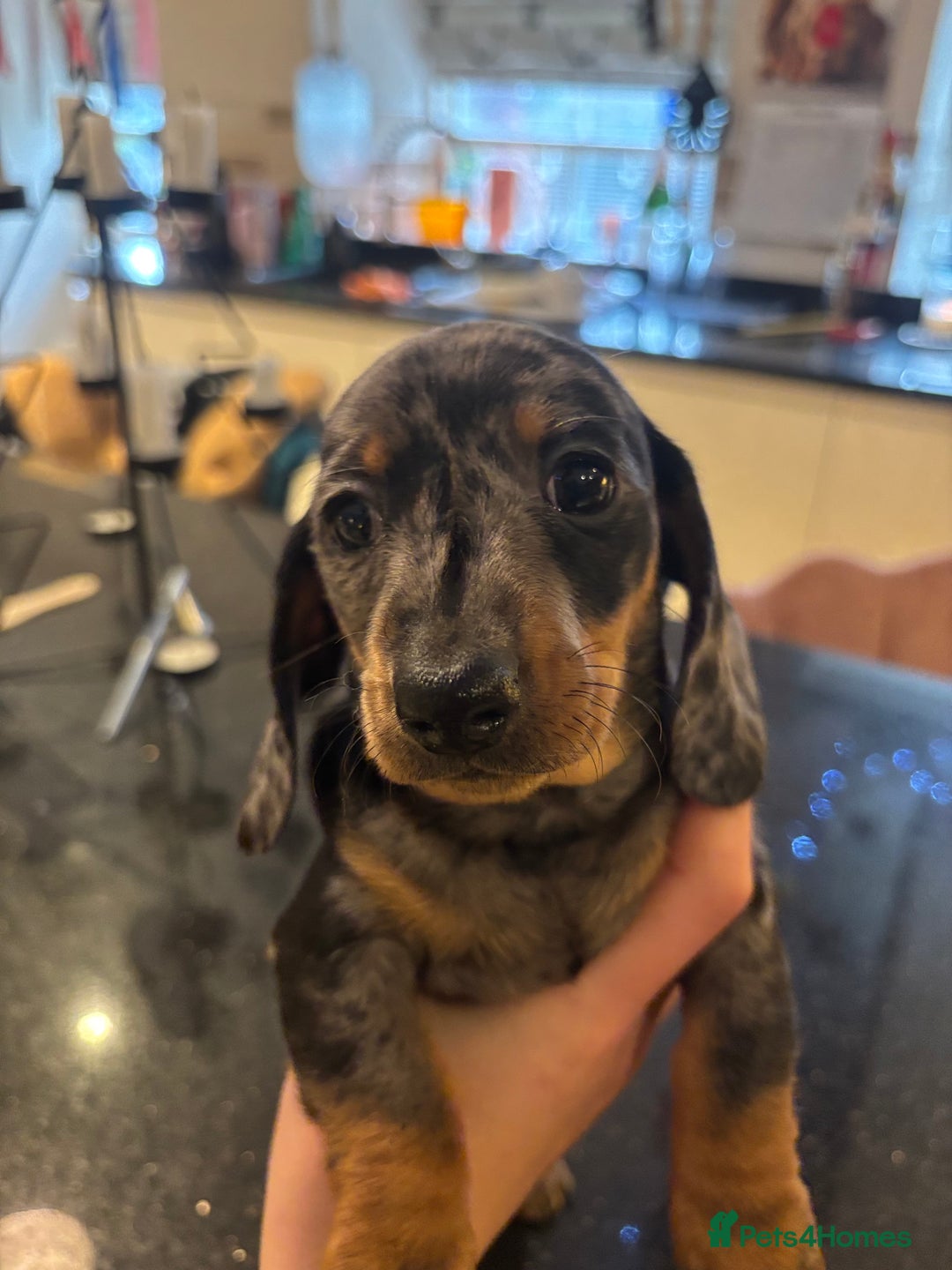 Miniature Dachshund dogs for sale: Miniature Silver Dapple & Black and Tan Dachshunds - Advert 10