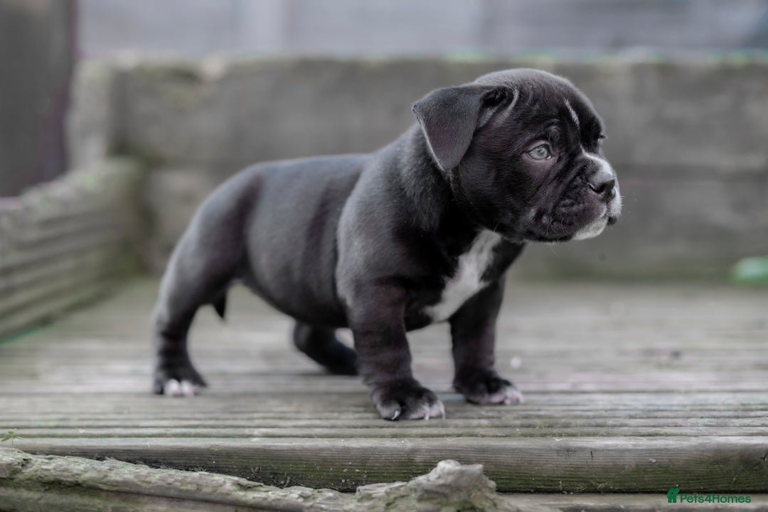 American Bully dogs for sale:  GORGEOUS GIRL AVAILABLE - Advert 3