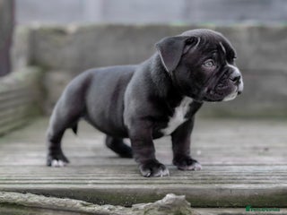 American Bully dogs GORGE MICRO NANO GIRL AVAILABLE - Advert 1
