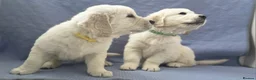 Golden Retriever dogs for sale: Last One! KC Golden Retriever Puppy Available - Advert 27