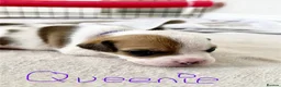 Mixed Breed dogs for sale: A* bulldog puppies 🐶 - Advert 8