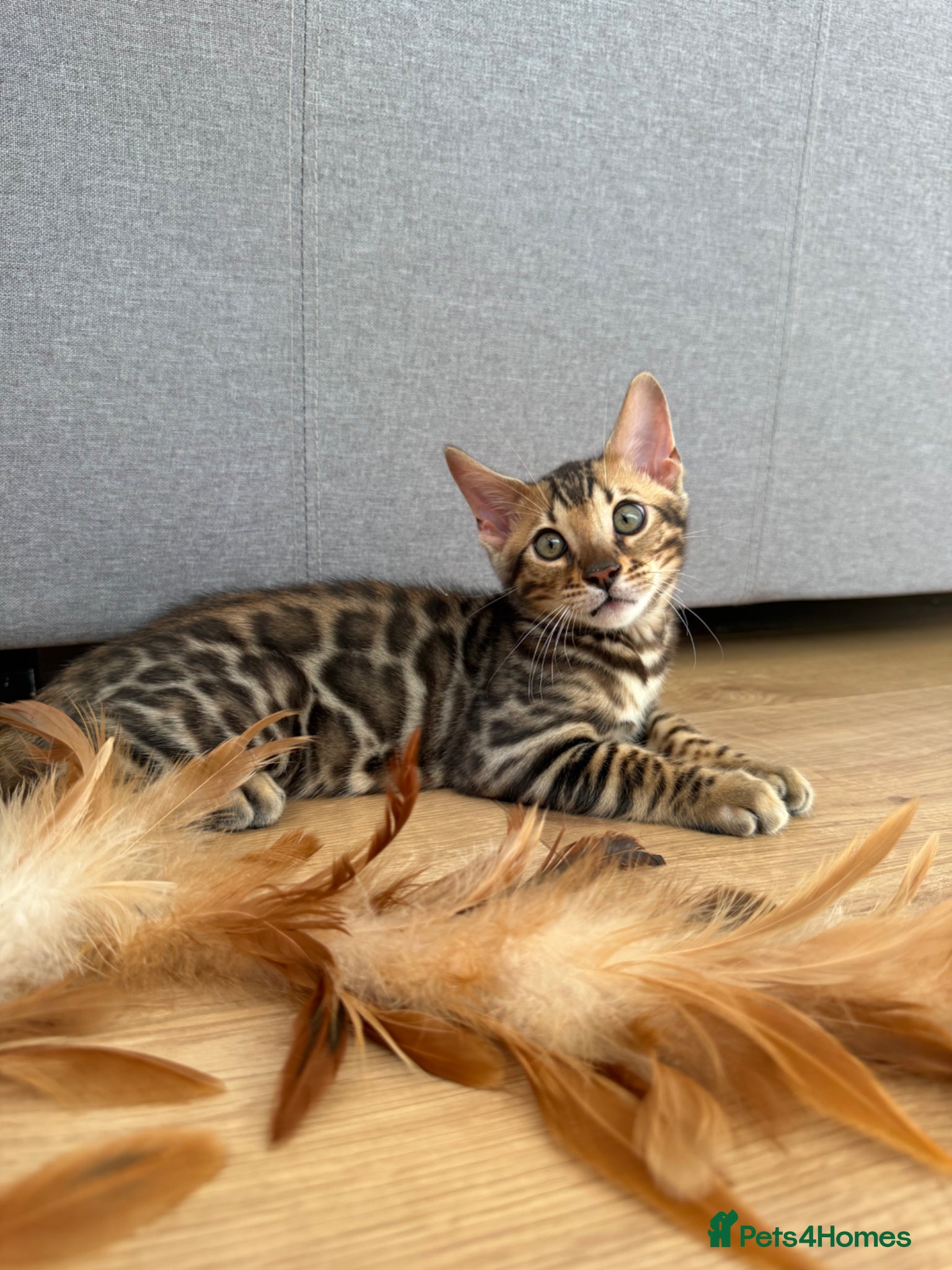 Bengal cats 🐾 Gorgeous Pure Breed Bengal Boy Kitten 🐾 - Advert 3