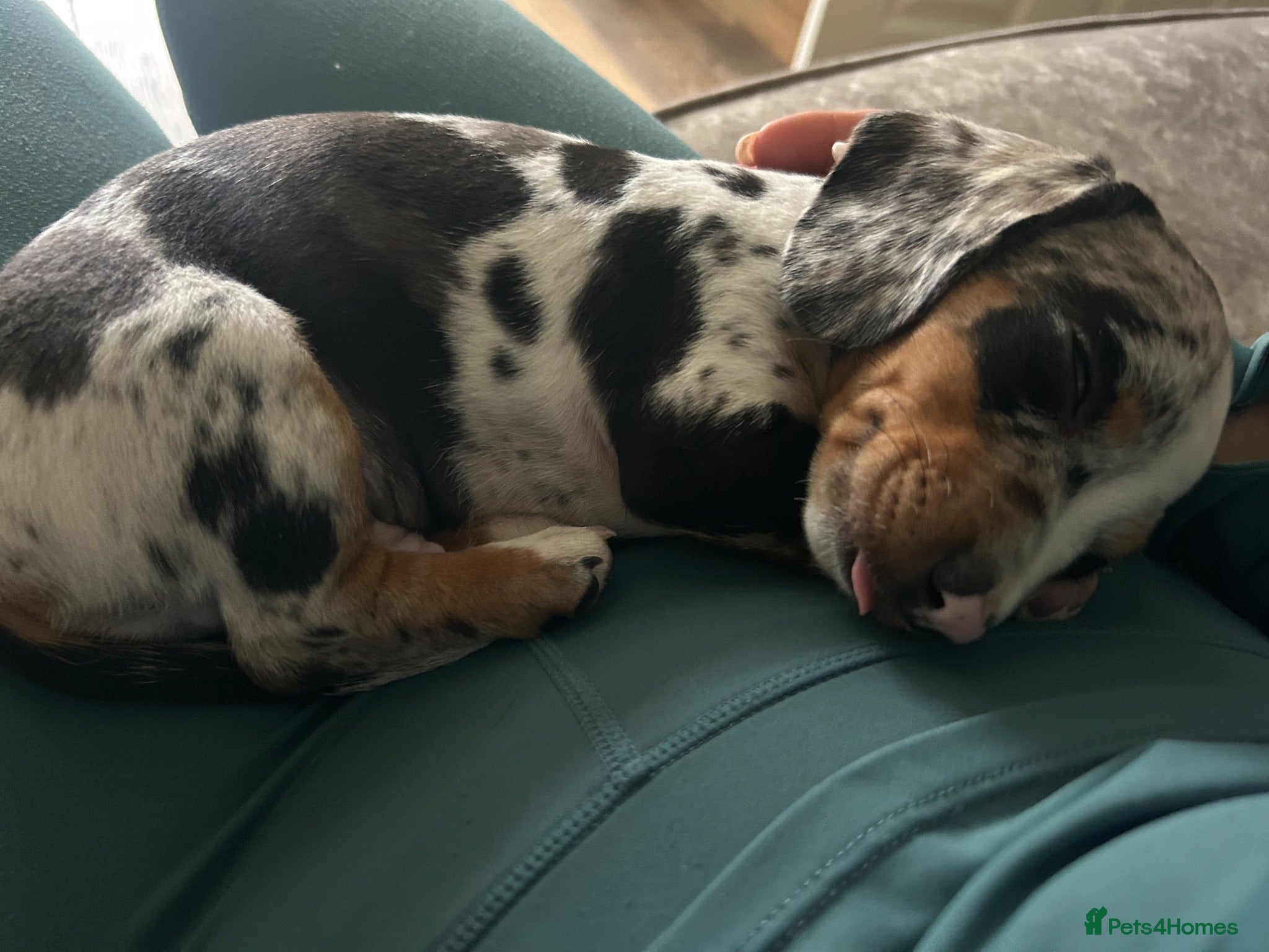 Dachshund dogs Dachshunds  - Advert 21