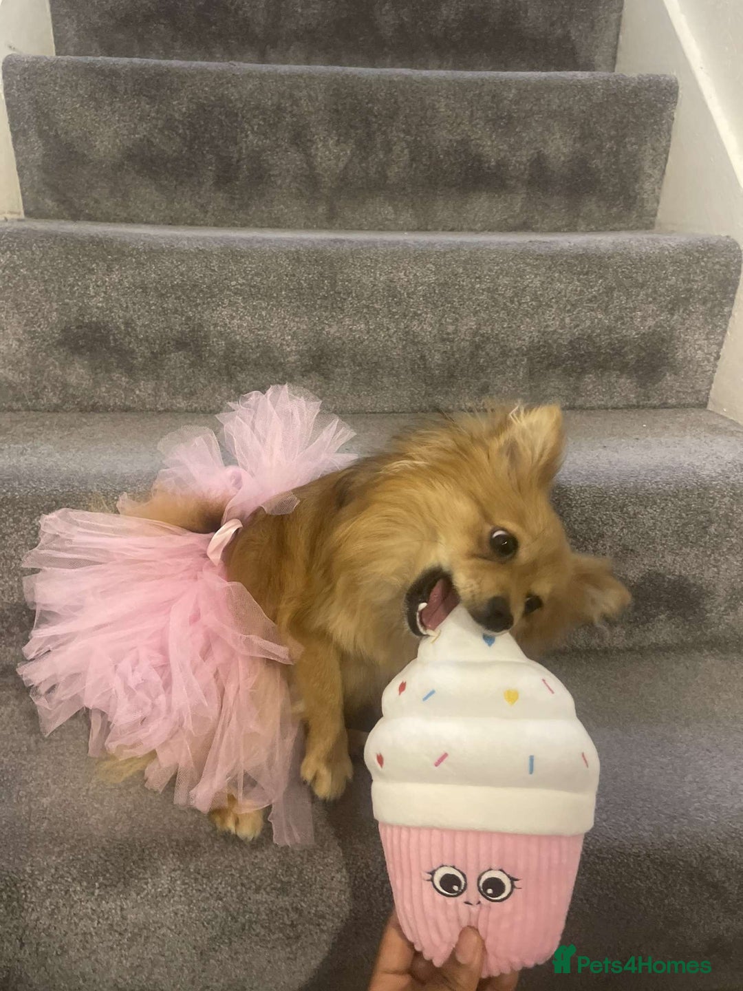 Pomeranian dogs for sale: Girl Pomeranian puppy for Sale - Greenwich, London - Image 2