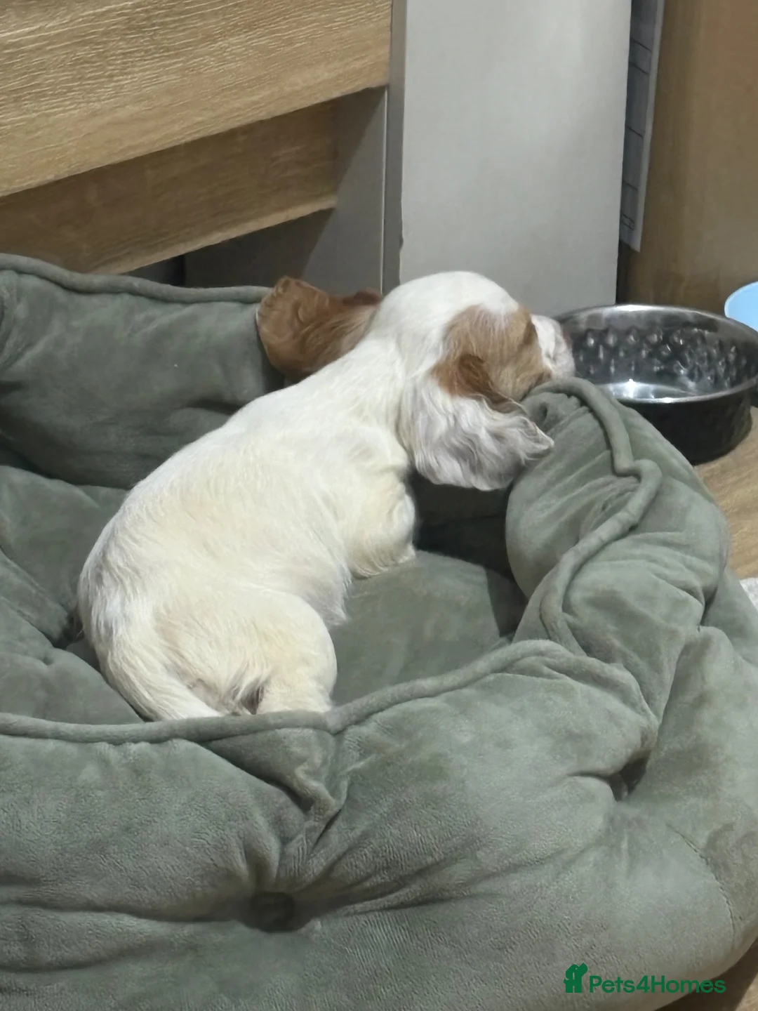 Cocker Spaniel dogs for sale: Beautiful girl cocker spaniel  in Dagenham - Advert 5
