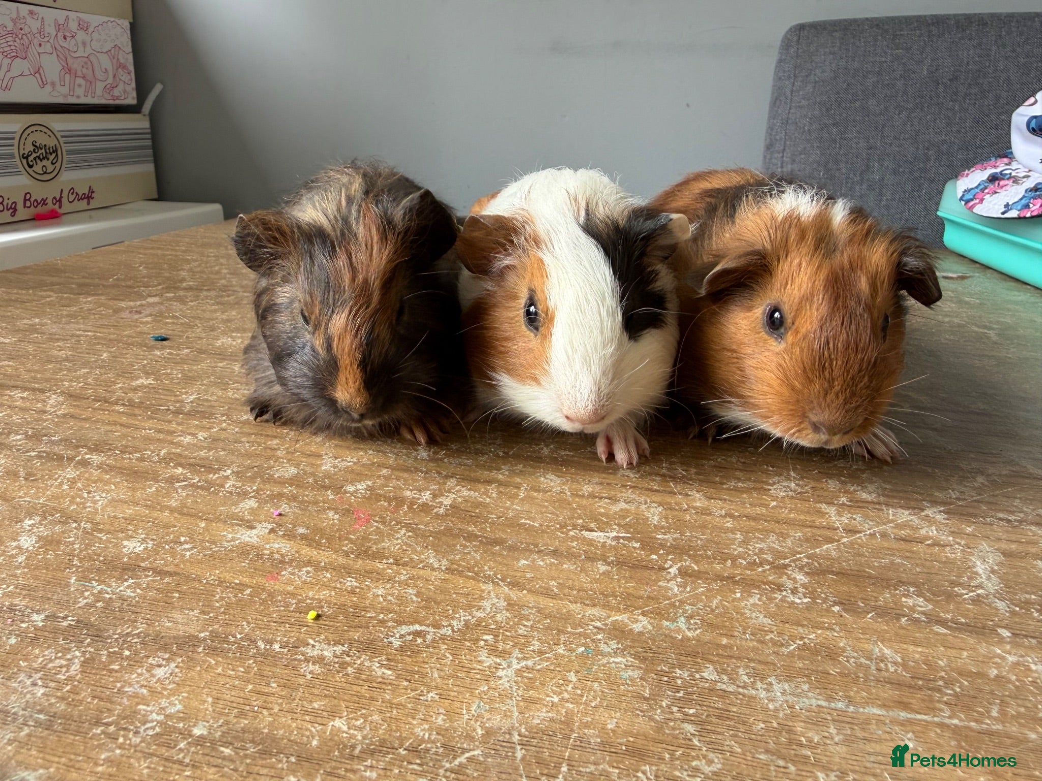 Guinea Pig rodents Stunning baby make guinea pigs  - Advert 1