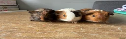 Guinea Pig rodents for sale: Stunning baby make guinea pigs  - Advert 1