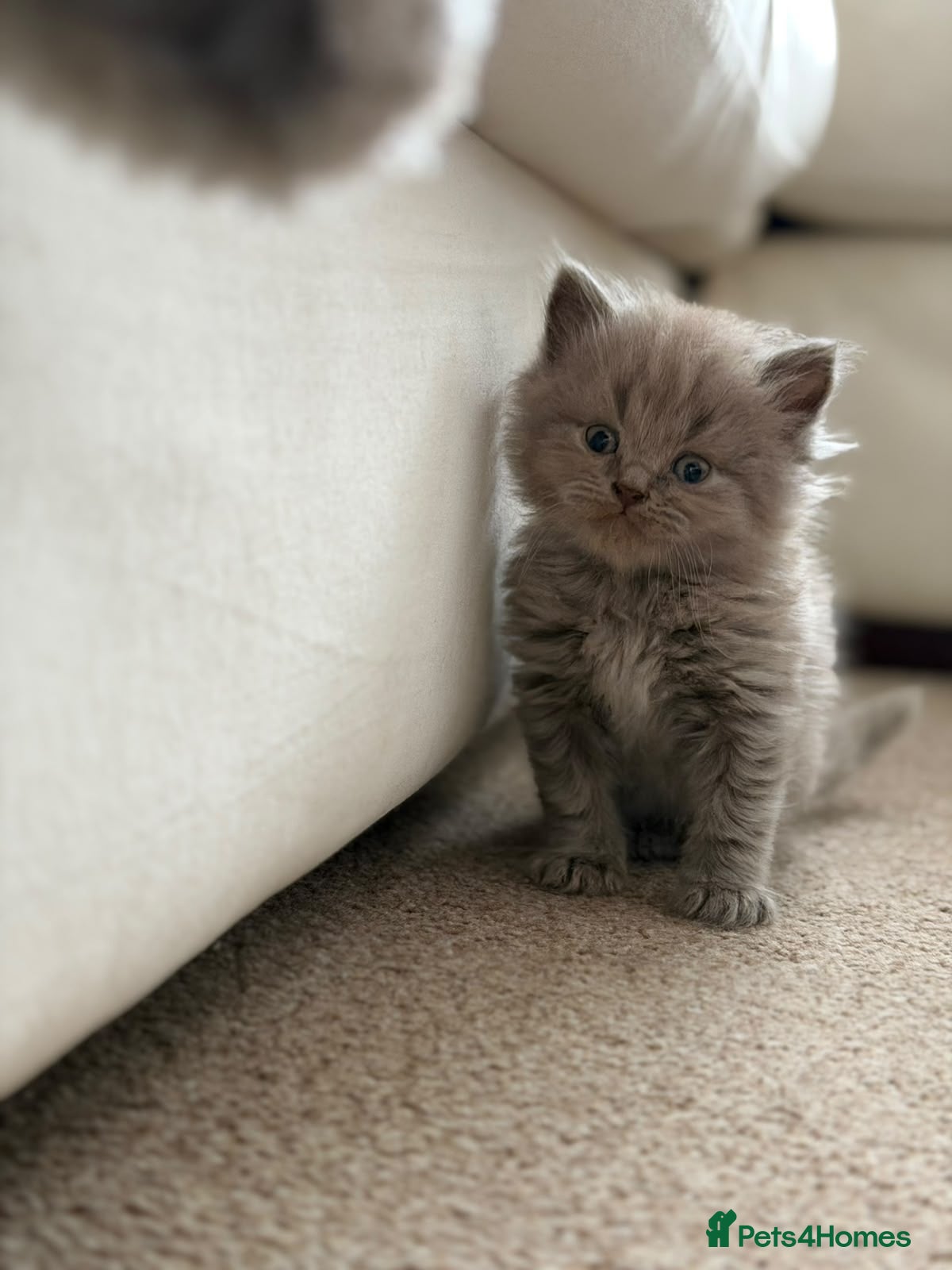 British Shorthair cats 💙 JUST 1 BOY LEFT 💙 British Shorthair Kittens  - Advert 9