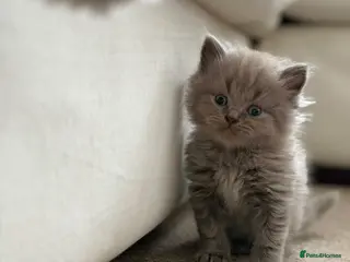 British Shorthair cats 💙 JUST 1 BOY LEFT 💙 British Shorthair Kittens - Advert 9