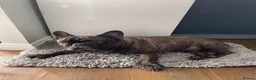 French Bulldog dogs for sale: 6 years old French bulldog for sale - Advert 2