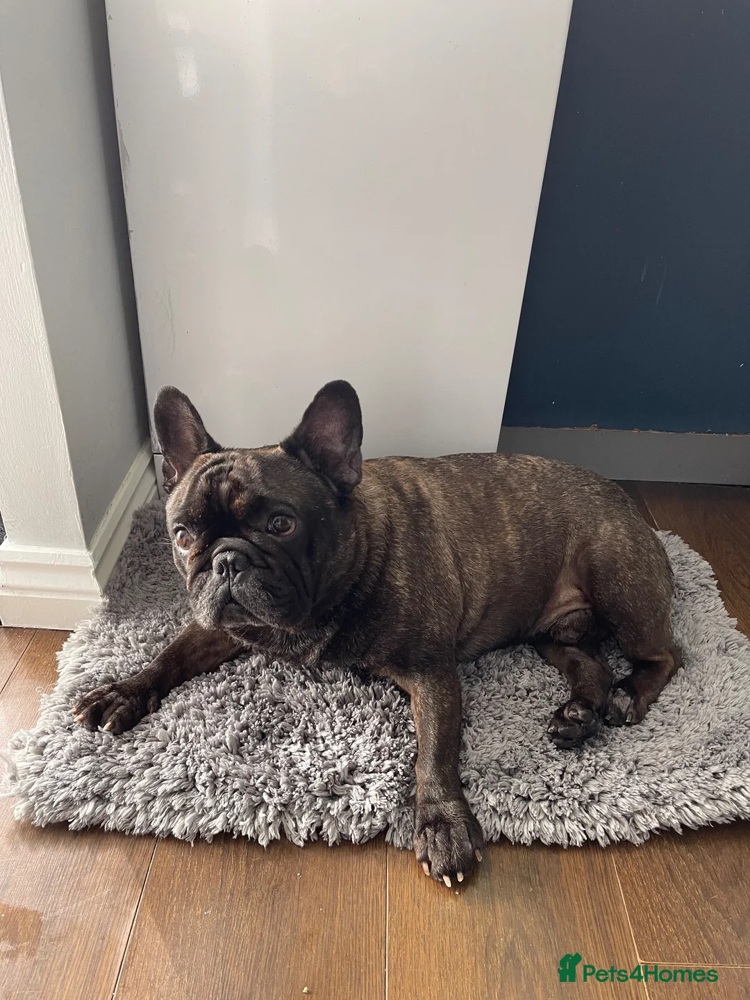 French Bulldog dogs for sale: 6 years old French bulldog for sale - Advert 2