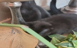 Tonkinese cats for sale: 2 male half tonkinese kittens for sale - Image 6