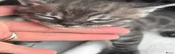 Bengal cats for sale: Rare Silver smoke Baby Bengals  in Stowmarket - Advert 31