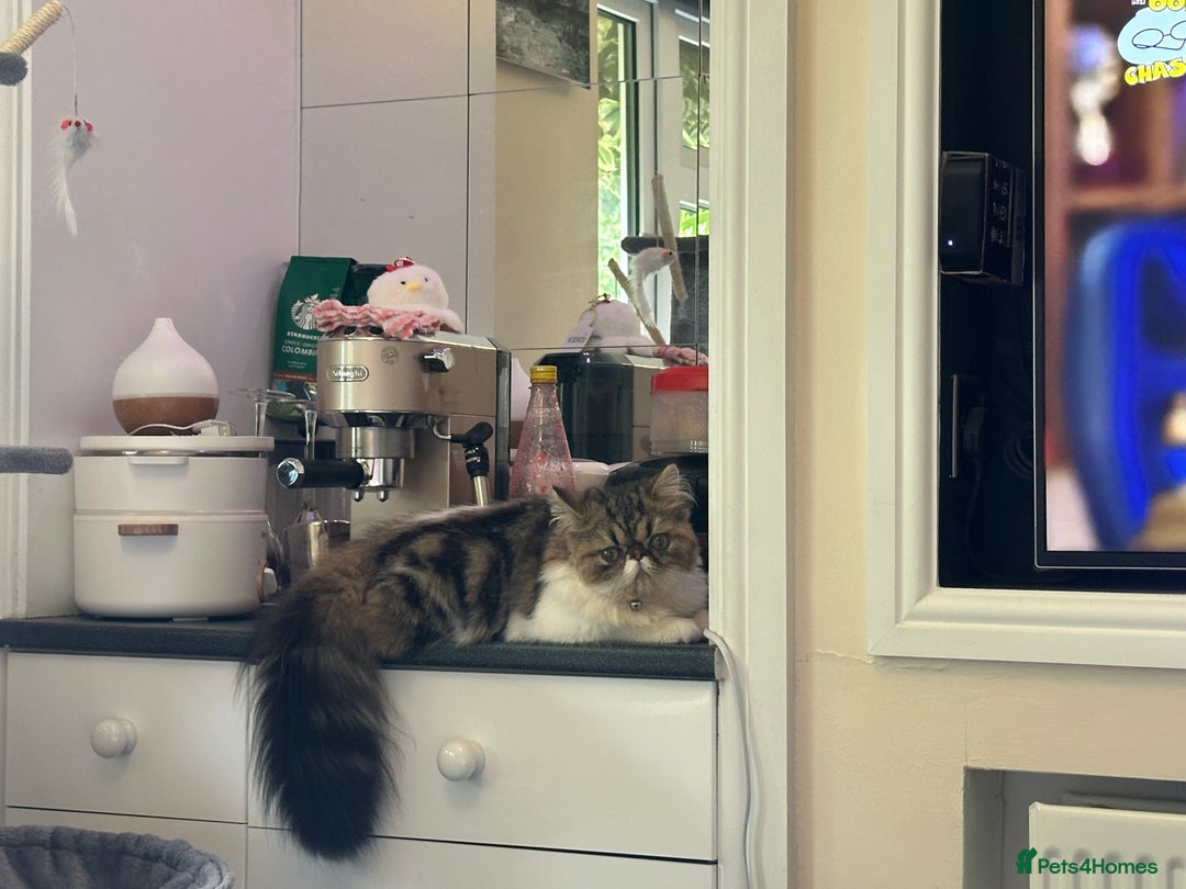Persian cats for sale: Cute Lazy Persion Boy - Image 4