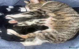Domestic Shorthair cats for sale: ** READY 12th NOV 3 kittens 2 girls 1 boy ** - Image 4