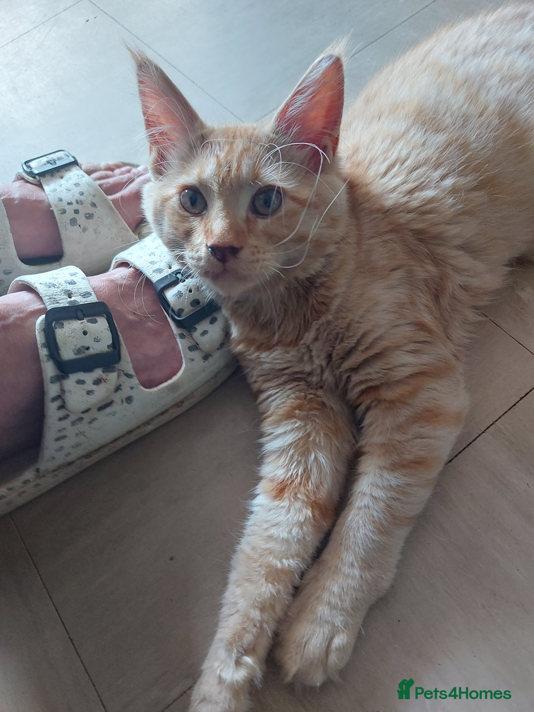 Maine Coon cats for sale: Maine coon x sphynx kittens - Image 7