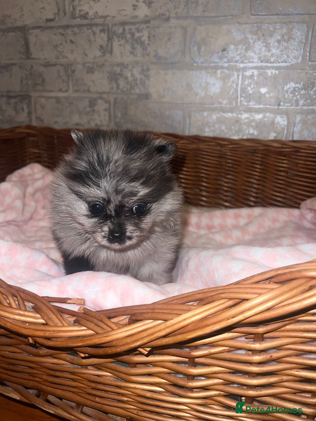 Pomeranian dogs for sale: ✨🖤Merle toy Russian Pomeranian 🖤✨ - Advert 11