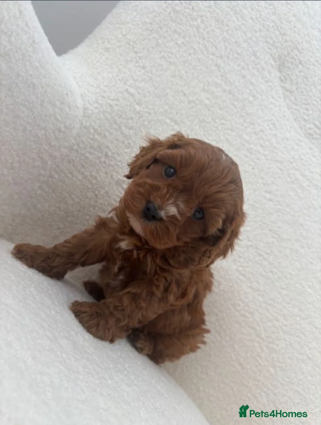 Cockapoo dogs for sale: Beautiful Cockapoo Puppies 3 Available 6 Weeks Old in Manchester - Advert 9