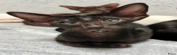 Oriental cats for sale: Exceptional show quality Orientals and Siamese  - Advert 25
