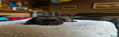 Sprocker 5