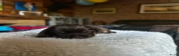 Sprocker dogs for sale: Sprocker puppies  - Advert 3