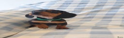 Dachshund dogs for sale: Dachshund puppies  - Advert 5