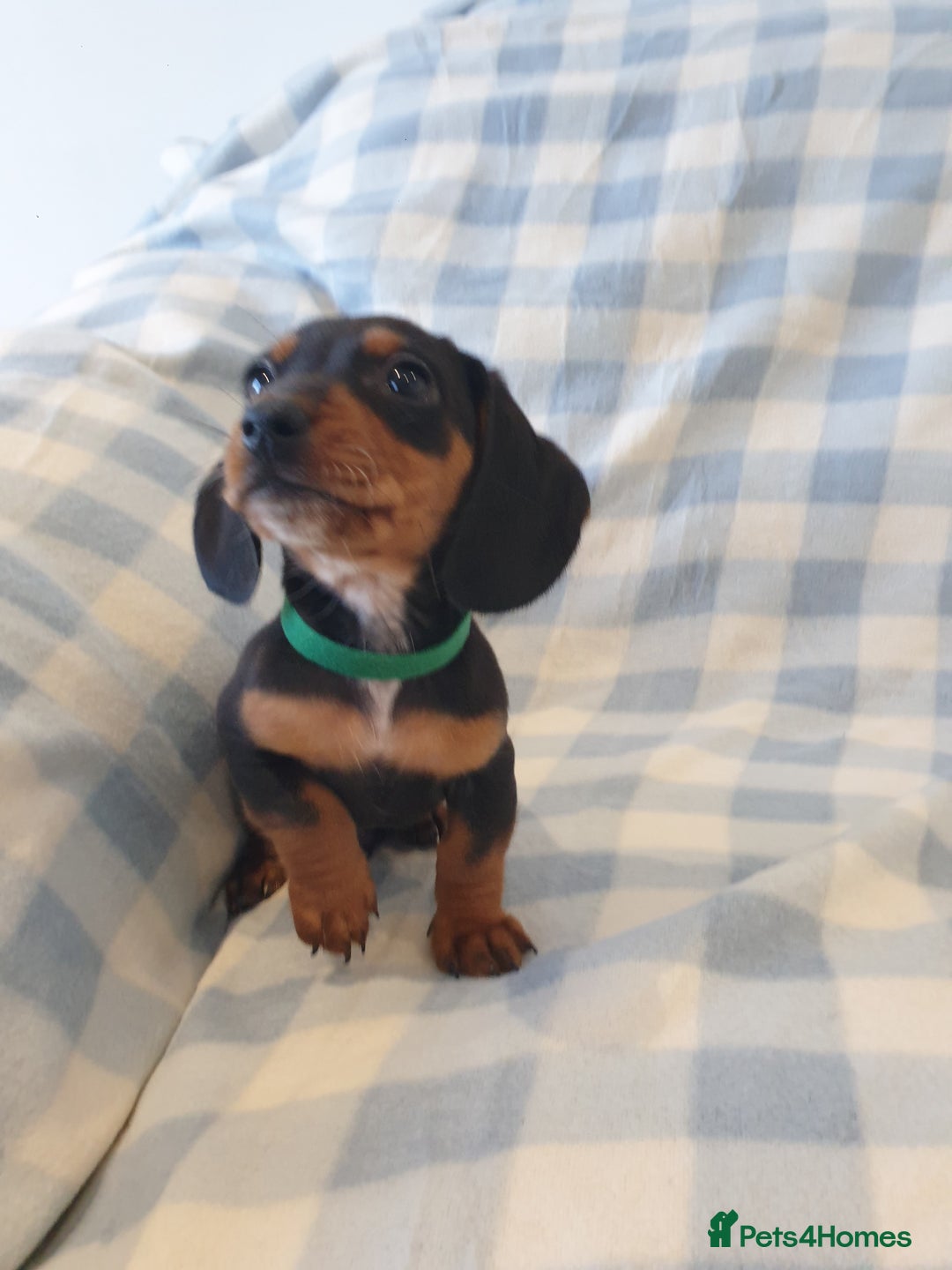 Dachshund dogs for sale: Dachshund puppies  - Advert 5