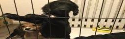 Mixed Breed dogs for sale: cockapoo x collie poo - Advert 1