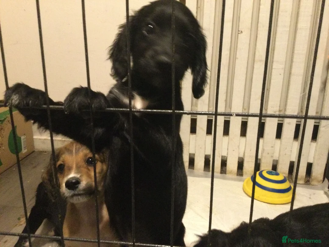 Mixed Breed dogs for sale: cockapoo x collie poo - Advert 1