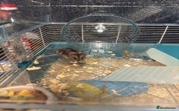 Hamster rodents for sale: Male Russian dwarf hamster  - Image 2