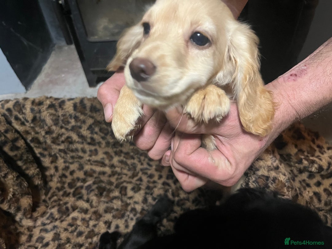 Sprocker dogs for sale: 3 Sprocker pups left!! - Advert 9