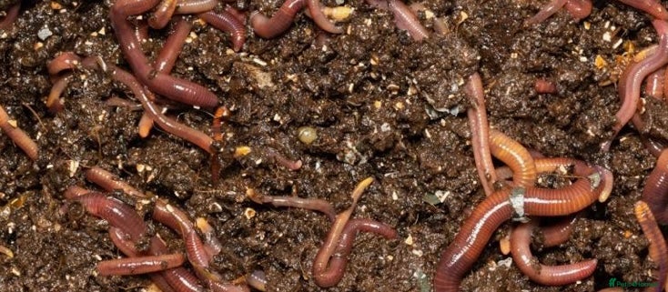 Worms invertebrates Earthworms  - Advert 2