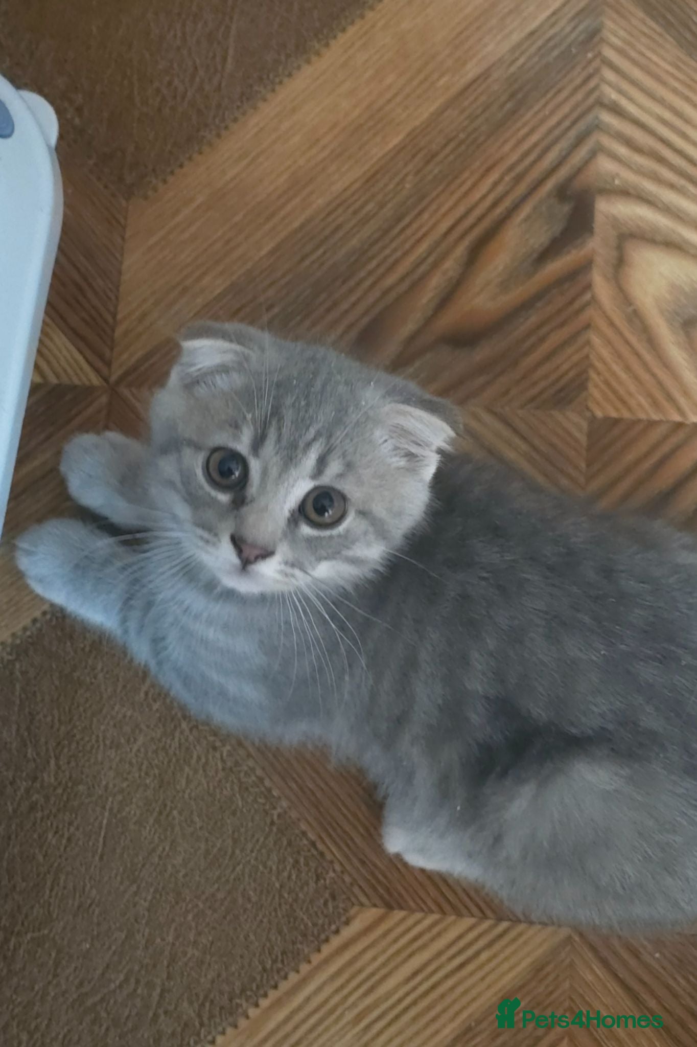 Scottish Fold cats  🥰READY!!!🤩Scottish folded in a beautiful colour - Advert 7